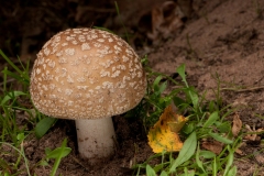 Amanita excelsa var spissa, - Grey Spotted Amanita , Clumber Park NT, Notts