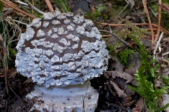 Amanita excelsa var spissa, - Grey Spotted Amanita ,