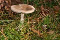 Amanita vaginata - Grisette, Longshaw NT, Derbyshire.