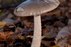 Amanita vaginata - The Grisette, Clumber Park NT, Notts.