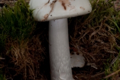 Amanita virosa - Destroying Angel, Clumber Park NT, Notts.