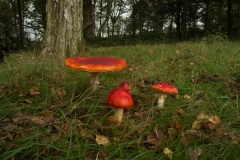 Amanita muscaria - Fly Agaric, Lound, Notts.