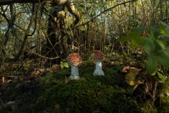 Amanita muscaria - Fly Agaric, Lound, Notts.