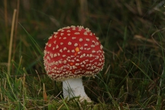 Amanita muscaria - Fly Agaric, Longshaw NT, Derbyshire.