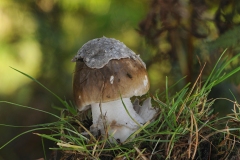 Amanita vaginata - Grisette, Longshaw NT, Derbyshire.