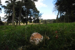 Amanita crocea - Orange Grisette, Longshaw NT, Derbyshire.