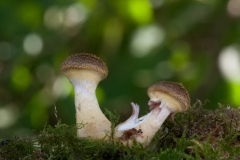 Armillaria gallica, Treswell Wood NR, Notts.