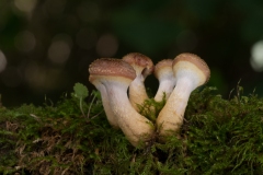 Armillaria gallica, Treswell Wood NR, Notts.