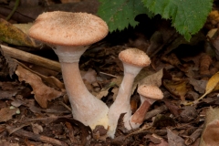 Armillaria mellea - Honey Fungus, Clumber Park NT, Notts.