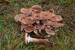 Armillaria mellea - Honey Fungus, Clumber Park NT, Notts.