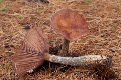 Armillaria ostoyae, Lound, Notts.