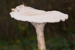 Clitocybe gigantea, Ytreswell Wood NR, Notts.