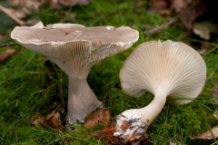 Clitocybe clavipes - Club Foot, Loxley.