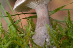 Clitocybe clavipes - Club Foot, Sherwood Pines, Notts.