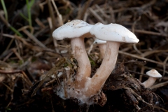 Clitocybe candicans, Treswell Wood, Notts