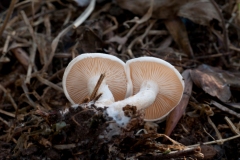 Clitocybe candicans, Treswell Wood, Notts