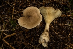 Clitocybe clavipes - Club Foot, Conjure Alders, Notts.