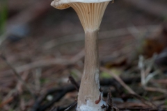 Clitocybe clavipes - Club Foot, Sherwood Pines, Notts