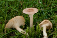 Clitocybe gibba - Common Funnel, Clumber Park NT, Notts.