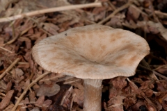 Clitocybe-gibba-Common-Funnel-7-1