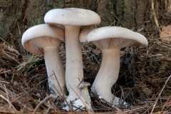 Clitocybe nebularis - Clouded Agaric, Sherwood Pines, Notts.