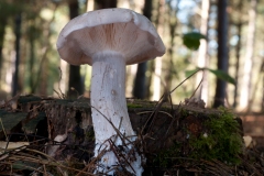 Clitocybe nebularis - Clouded Agaric, Sherwood Pines, Notts.