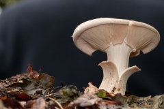 Clitocybe nebularis - Clouded Agaric, Longshaw NT, Derbyshire.