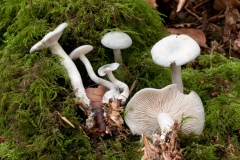 Clitocybe odora - Aniseed Funnel, Whitwell Wood, Derbyshire.