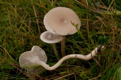 Clitocybe rivulosa - Fool's Funnel, Lindrick Dale.