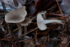 Clitocybe vibecina - Mealy Funnel, Sherwood Pines, Notts.