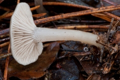 Clitocybe vibecina - Mealy Funnel, Sherwood Pines, Notts.