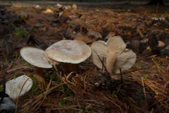 Clitocybe fragrans - Fragrant Funnel, Lound, Notts.