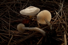 Clitocybe fragrans - Fragrant Funnel, Danes Hill NR, Notts.