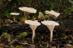 Clitocybe phyllophila - Frosty Funnel, Treswell Wood NR, Notts.