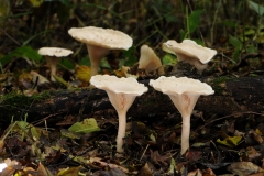 Clitocybe phyllophila - Frosty Funnel, Danes Hill NR, Notts.