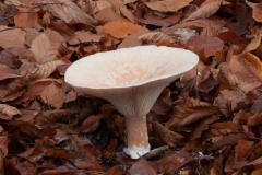 Clitocybe phyllophila - Frosty Funnel, Sherwood Pines, Notts.