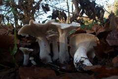 Clitocybe dealbata - Ivory Funnel, Clumber Park, Notts.