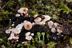 Collybia cirrhata, Lound, Notts.