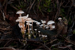 Collybia cirrhata, Clumber Park.