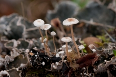 Collybia cirrhata, Lound, Notts.