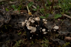 Collybia cirrhata, Lound, Notts.