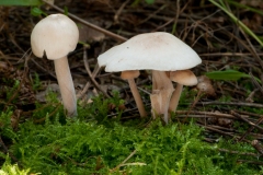 Collybia distorta, Barrow Hills NR, Notts.