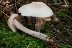 Collybia distorta, Barrow Hills NR, Notts.