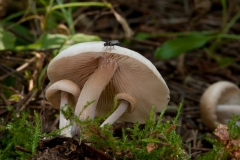 Collybia distorta, Barrow Hills NR, Notts.