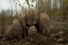 Common Inkcap, Coprinus atramentarius