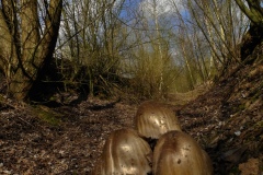 Common Inkcap - Coprinus atramentarius, Lound, Notts.