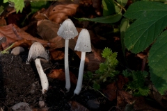 Coprinopsis lagopides, Sherwood Pines, Notts.