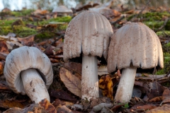 Coprinus atramentarius - Common Inkcap, Lound, Notts.