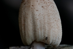 Coprinus atramentarius - Common Inkcap, Lound, Notts.