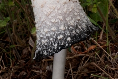 Coprinus comatus, Shaggy Inkcap